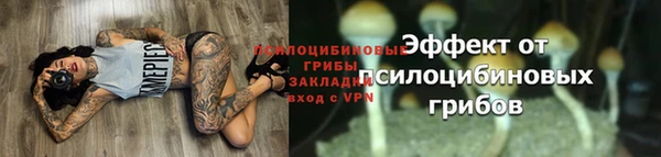 сатива Аркадак
